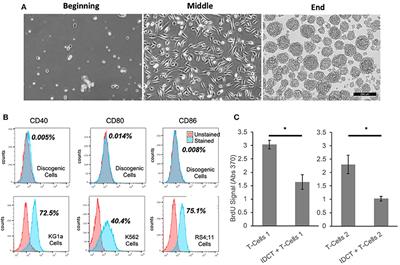 Perspectives on the Treatment of Lumbar Disc Degeneration: The Value Proposition for a Cell-Based Therapy, Immunomodulatory Properties of Discogenic Cells and the Associated Clinical Evaluation Strategy